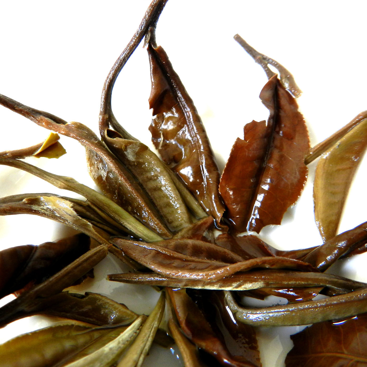 普洱茶100克包邮两袋白散茶月光珍品茶中茶叶生普普洱