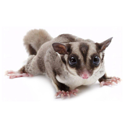 蜜袋宠物鼯密袋鼠活体幼崽宝宝手养小飞马赛克白脸纯白飞鼠