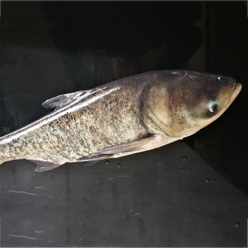 蓉羊生鲜农家新品新鲜鲜活活水鱼胖头鱼花鲢鱼淡水鱼类