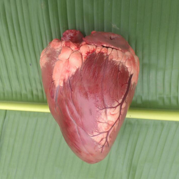 蓉羊子生鲜农家新品生态高原放养新鲜现宰阿坝牦牛肉心宠物卤牛心