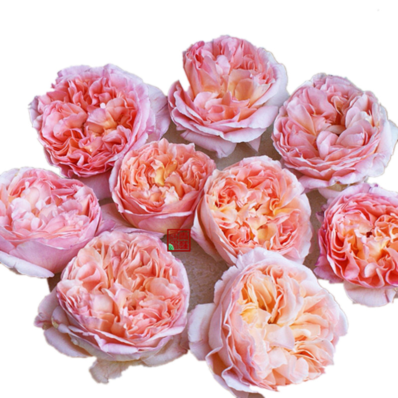 f66帕比戴尔巴德青莲欧洲月季盆栽花卉