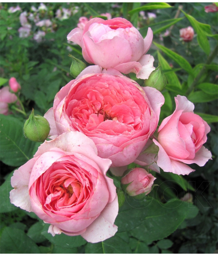 f15阿芒迪娜青莲居法国月季苗1加仑不含盆灌木欧月清香庭院阳台花