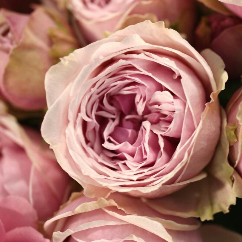 j271复古珊瑚青莲居日本月季花浓香香型盆栽栽花花卉