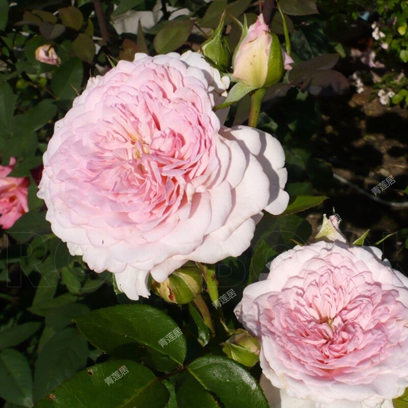 k08卢森卢森堡堡公主青莲居欧洲月季灌木欧月庭院花卉