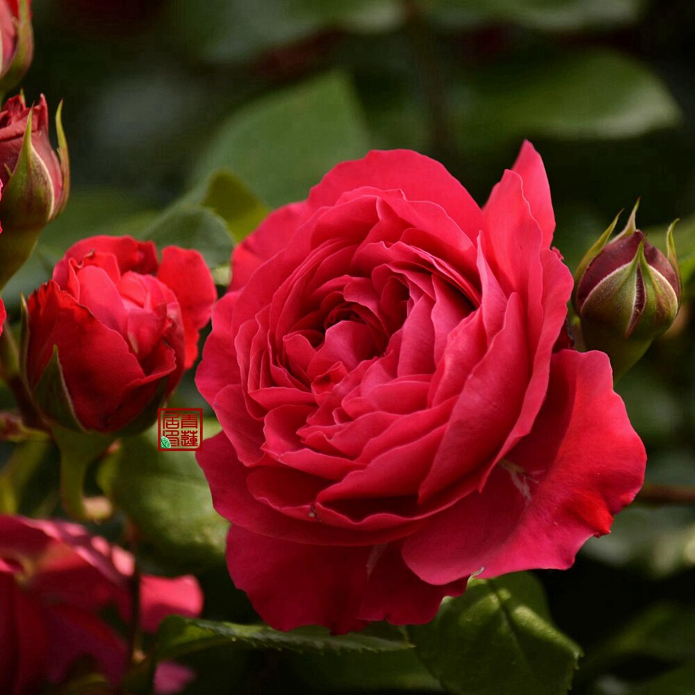 m14红色达芬奇青莲居玫兰月季2加仑不含灌木阳台观叶
