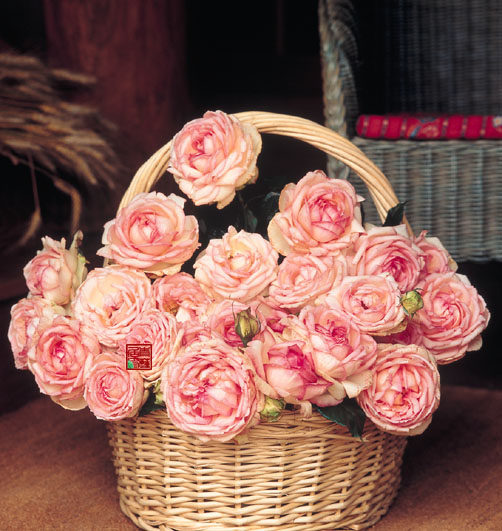 m12巴尔扎克青莲居玫兰月季大花灌木强香庭院多花花卉