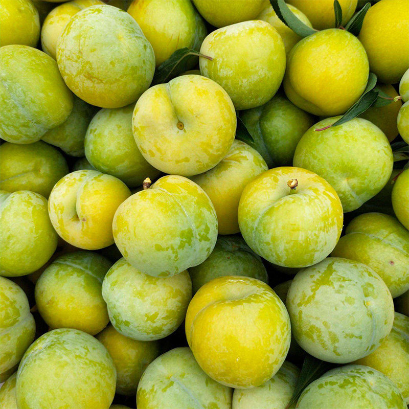 苗木蜂糖李子树苗嫁接特大脆李四川李树果苗果树