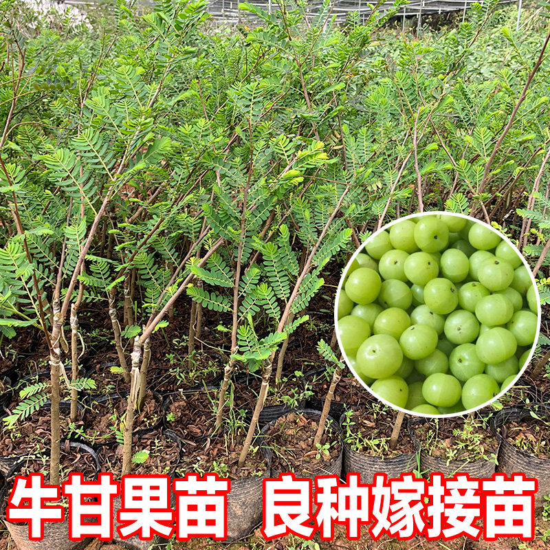 油甘果苗树苗油柑苗牛苗油苗大玉余嫁接果树果树