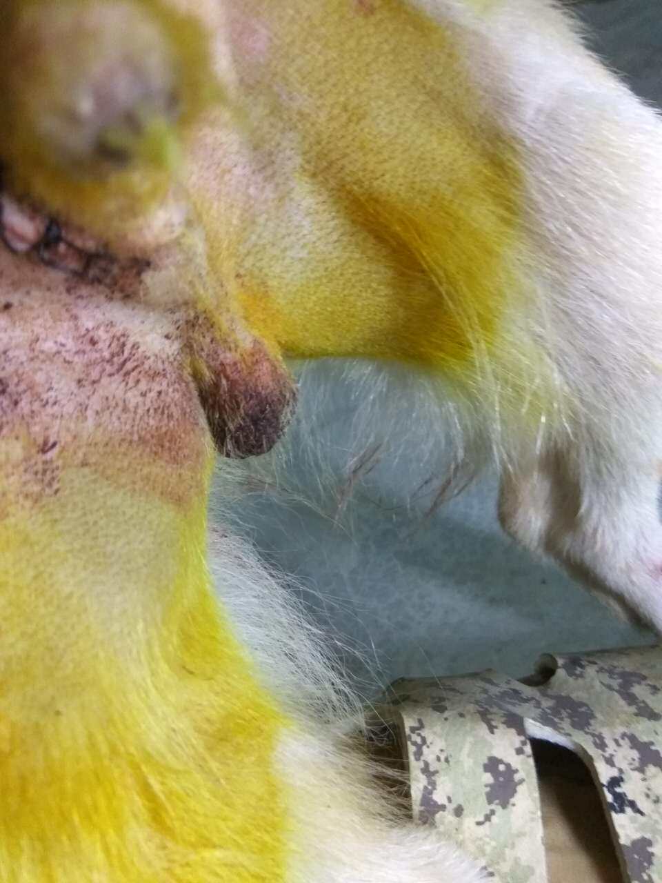 18dog医疗广州佛山公狗母狗公猫母猫绝育手术上门接送去势公狗