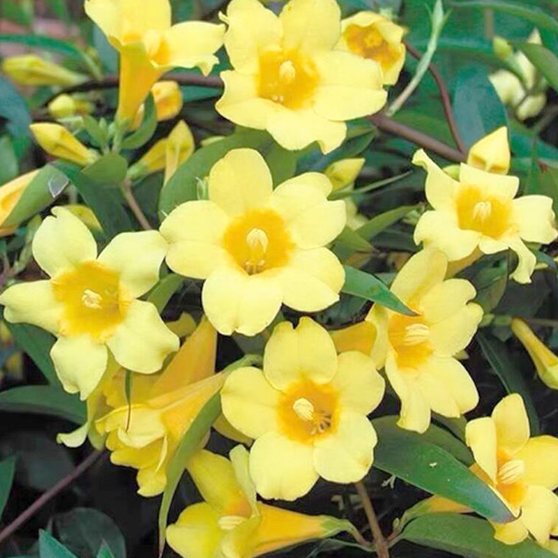 植物盆栽法国香水花苞茉莉花室内卧室爬藤阳台花卉