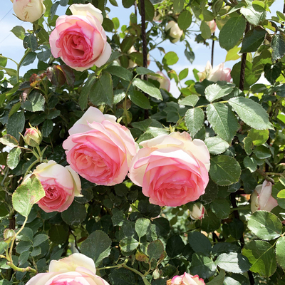 粉龙粉色龙沙宝石藤本月季大苗多季开大浓香爬墙藤蔓爬藤花地时令草本