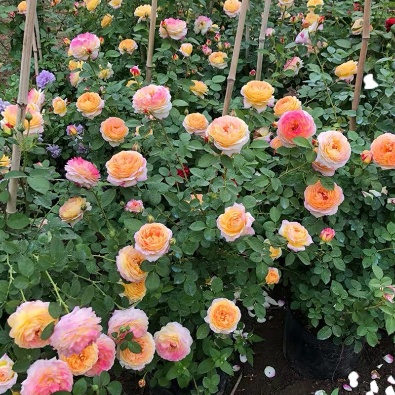 詹森藤本月季大苗母本浓香阳台爬藤花卉庭院植物时令草本花卉