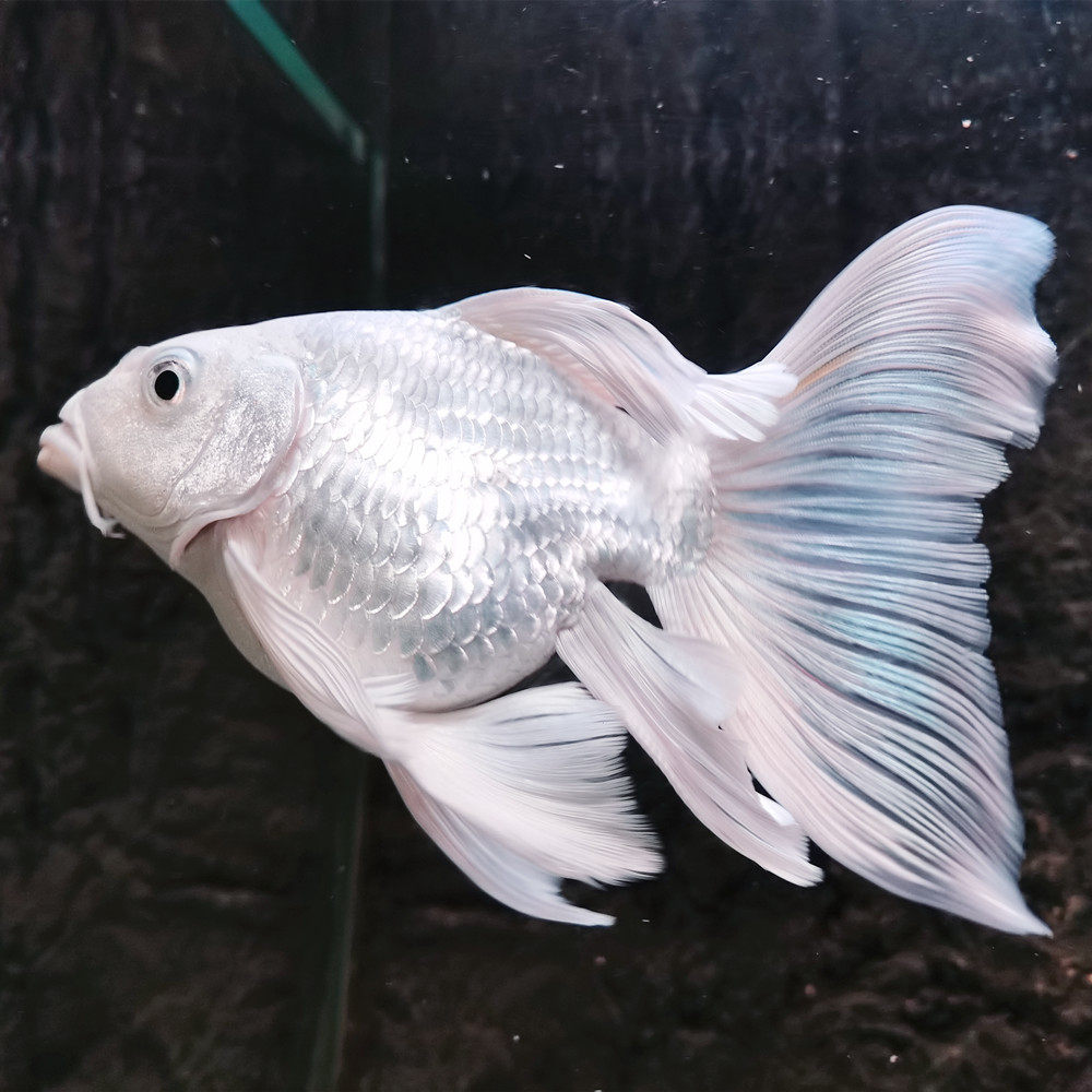 淡水观赏鱼蝴蝶鲤鱼活体短身贵妃龙鲤纯种大尾鱼