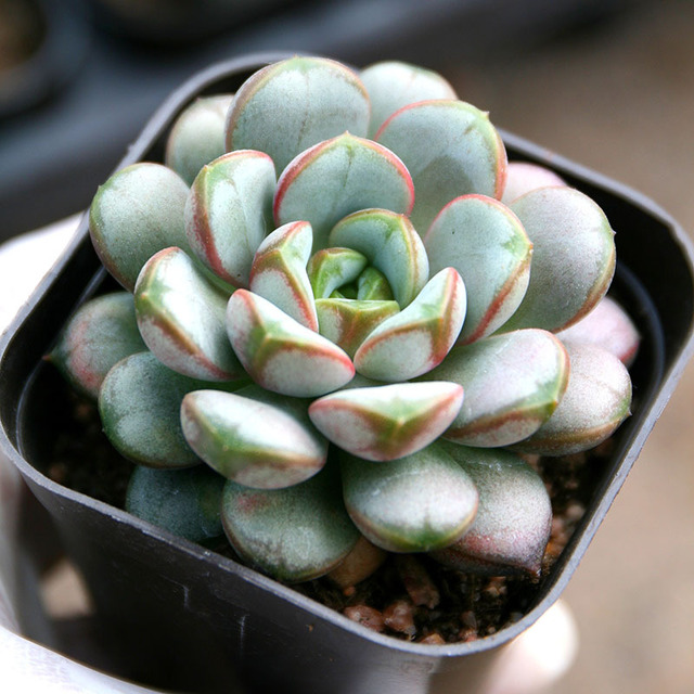 葡萄多肉植物群生清棚小贵货含盆带土好发29元多肉植物