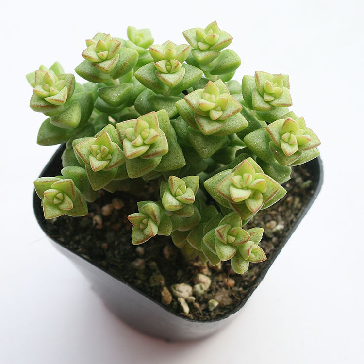 小米米星多肉植物多头头大群生老桩易养爆室内多肉植物