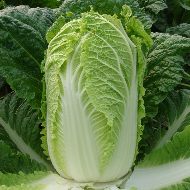 农科院白菜种子金丝白青麻叶绍菜快菜小白菜油菜甘蓝易种蔬菜籽孑