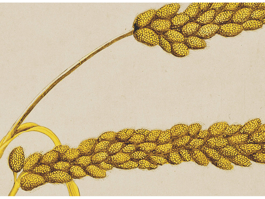 高清微客厅复制清微图案植物谷物名画古代谷图国画