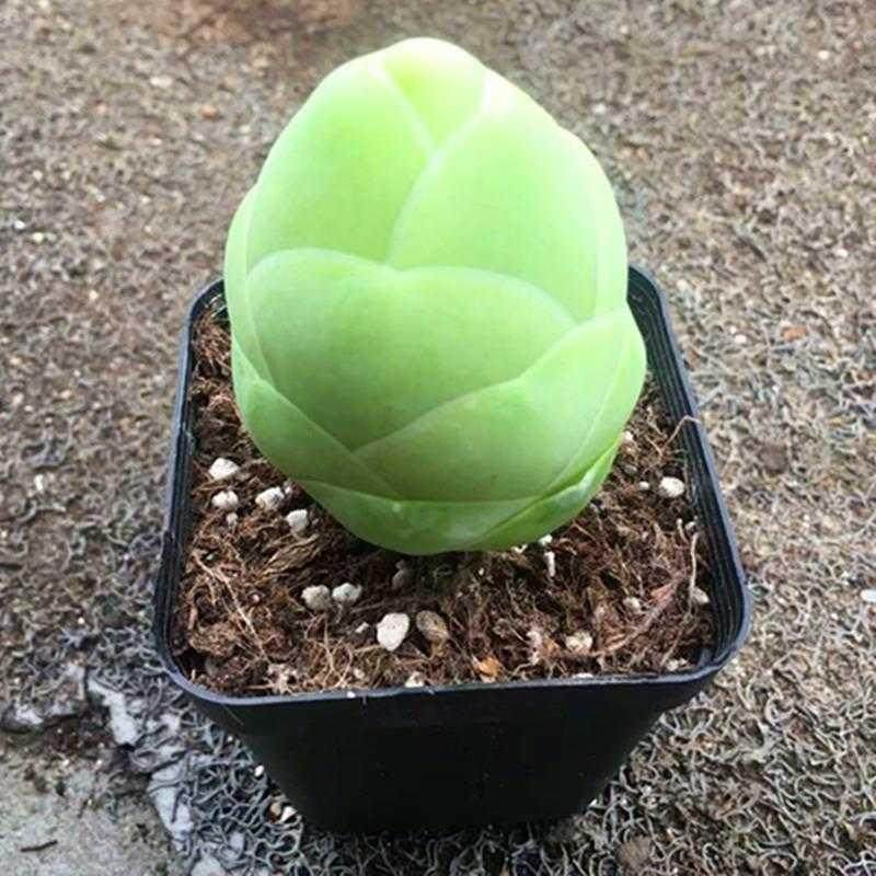 白玉鸡蛋山地玫瑰多肉植物稀有有小罕见品种多肉植物