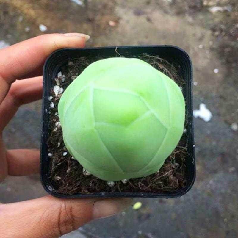 白玉鸡蛋山地玫瑰多肉植物稀有有小罕见品种多肉植物