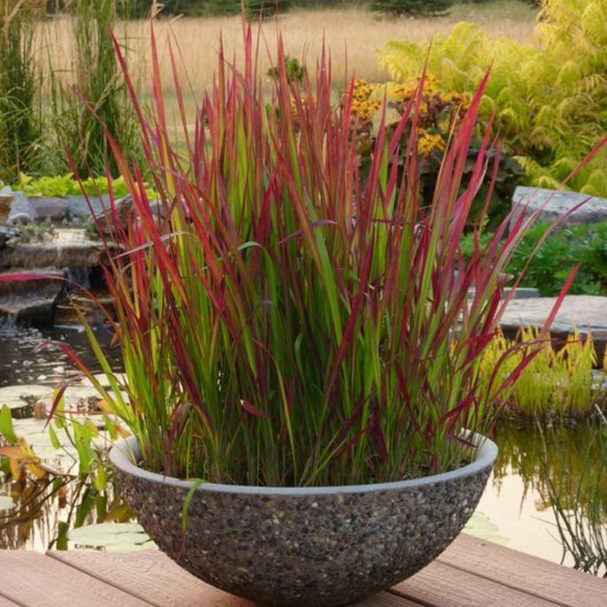 进口口水生水绿植植物鱼池鱼缸花园绿化装饰绿植