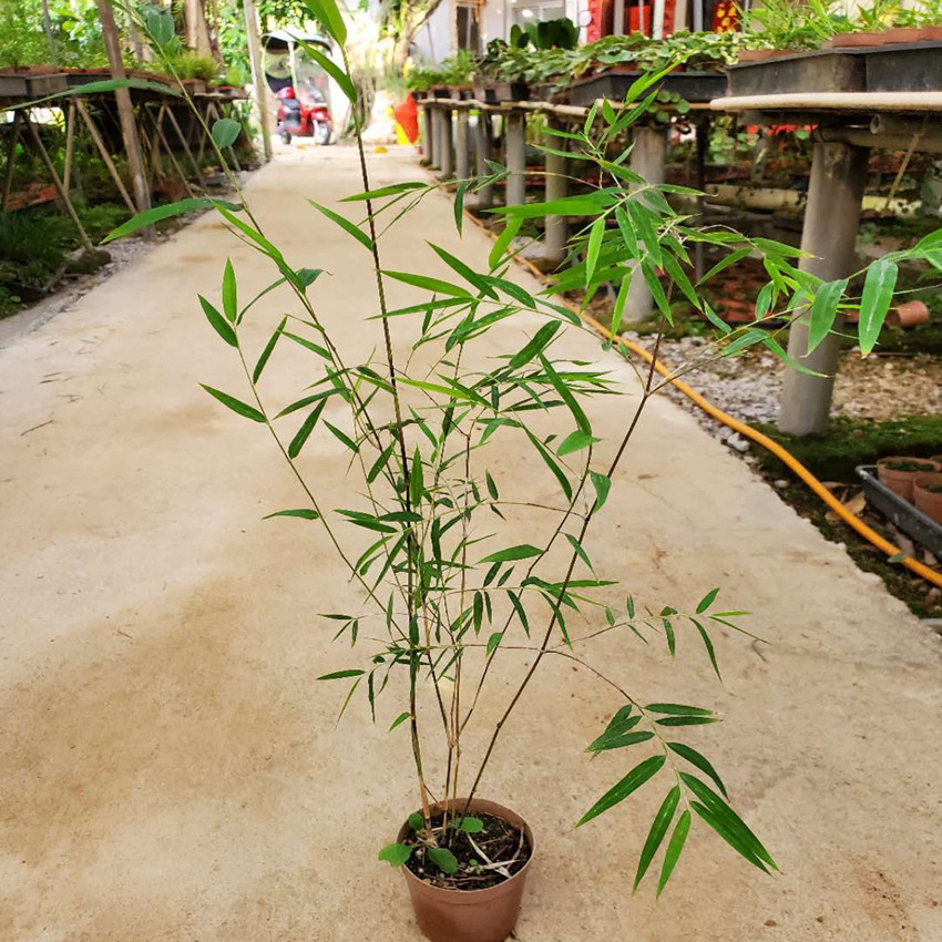 内门台湾竹子竹中珍品绿植