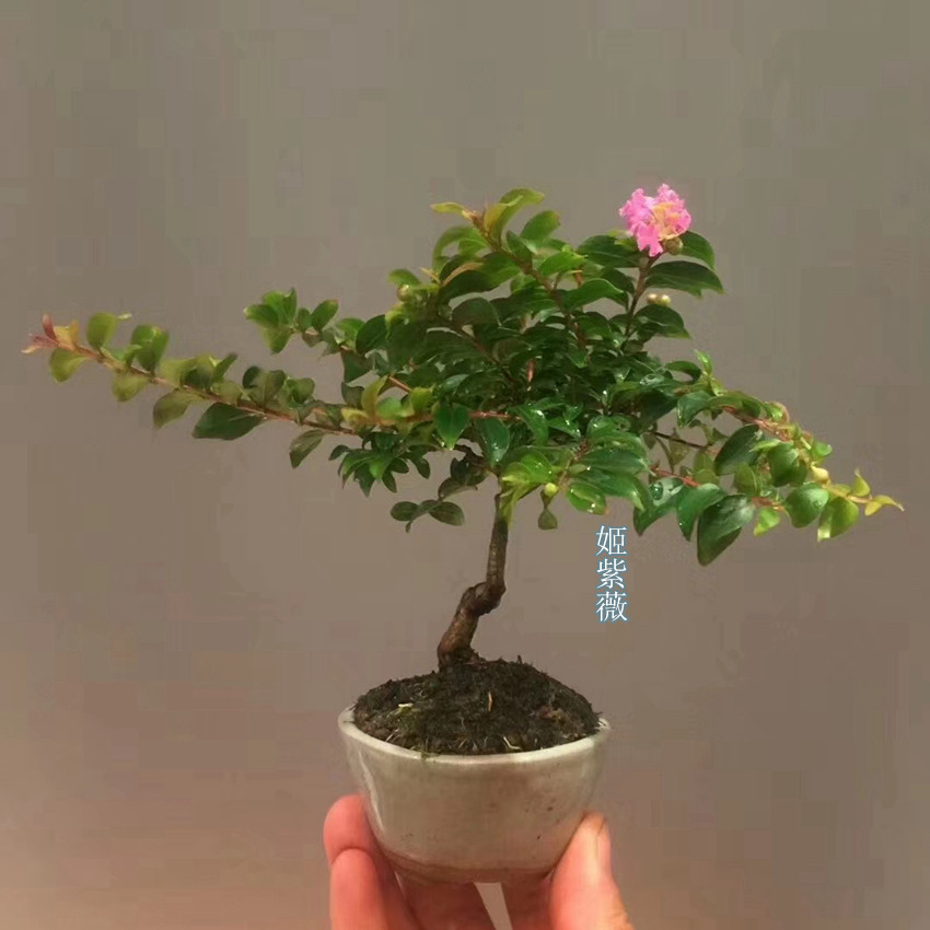 紫薇掌上微型盆景素材日本进口李氏樱桃绿植