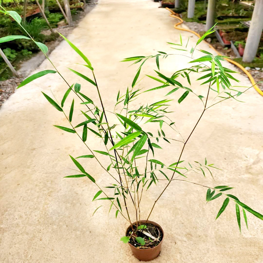 内门台湾竹子竹中珍品绿植