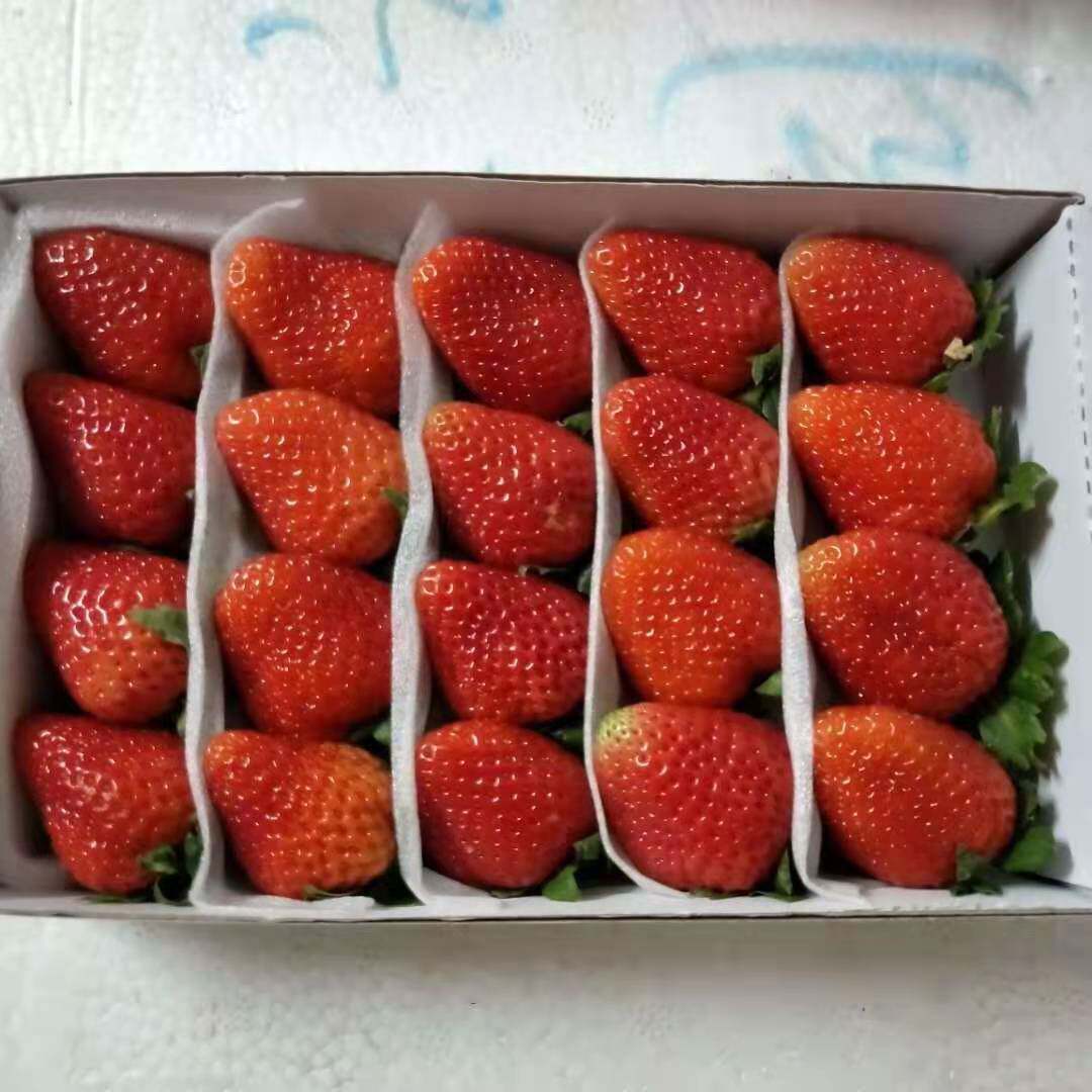 烘焙草莓新鲜盒装顺丰包邮大商用四季云南双流草莓
