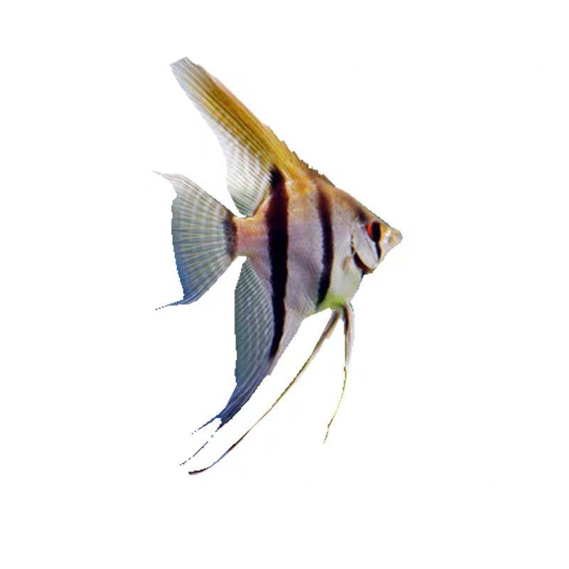 神仙鱼天使鱼小神仙七彩鱼秘鲁神仙热带鱼活体宠物观赏鱼包活包邮