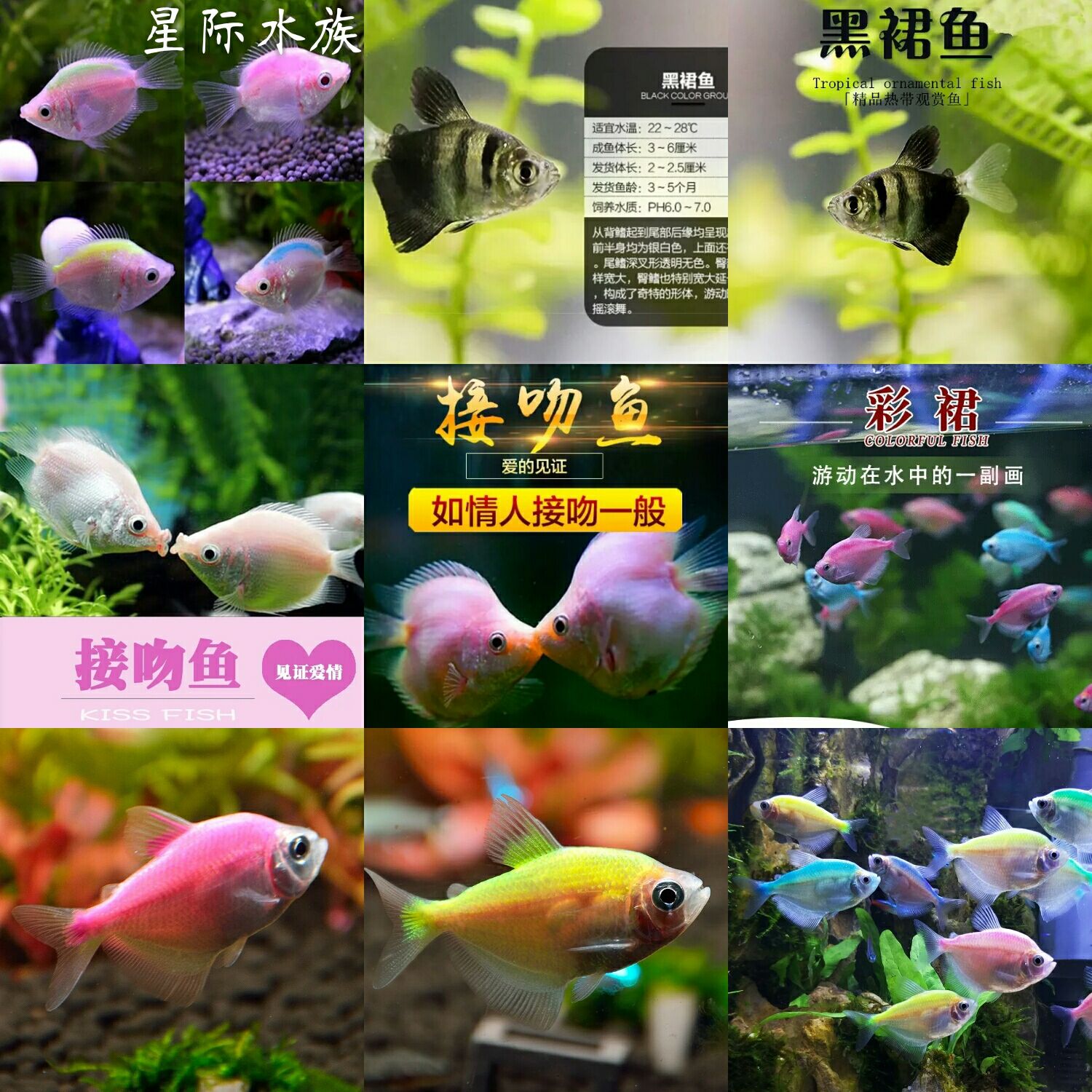 热带鱼观赏鱼小型宠物活体接吻鱼彩裙鱼好养亲亲嘴鱼鱼