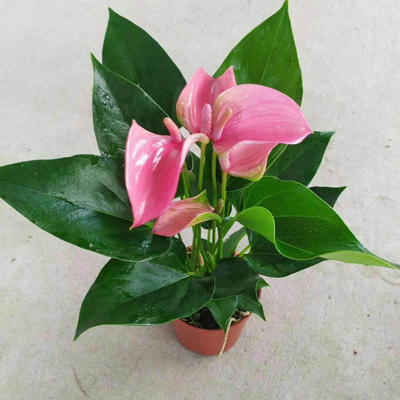 植物粉掌白掌红掌粉掌室内绿植花卉花卉园园艺桌面绿植