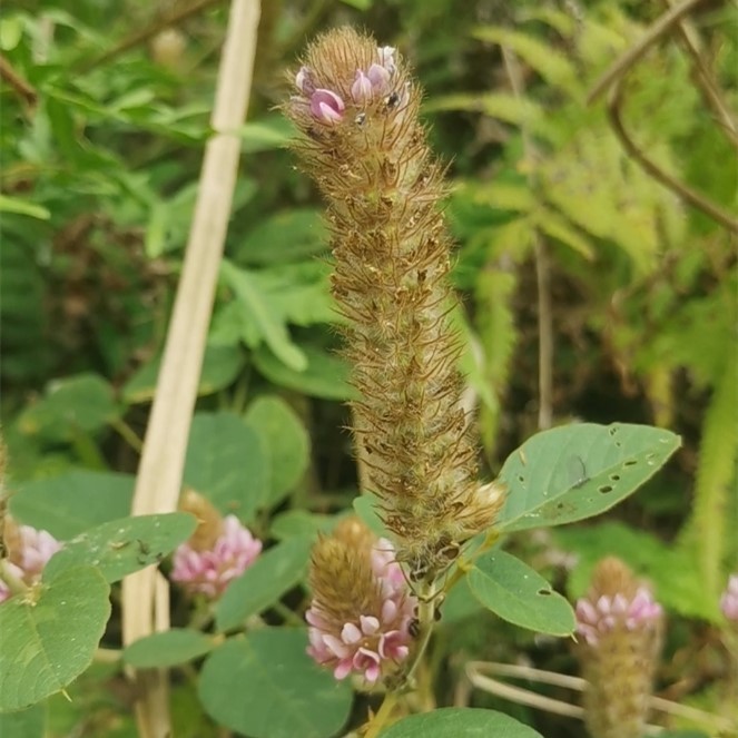 正品云南苗族绿色野生干货狸尾草羊咩香草药其他药食同源食品