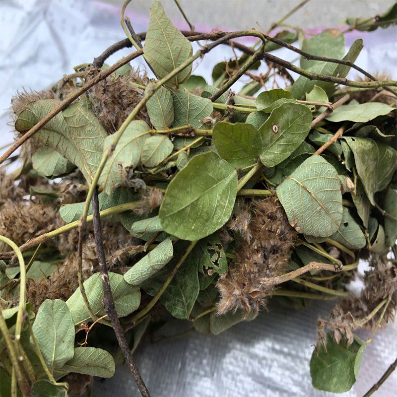 正品云南苗族绿色野生干货狸尾草羊咩香草药其他药食同源食品