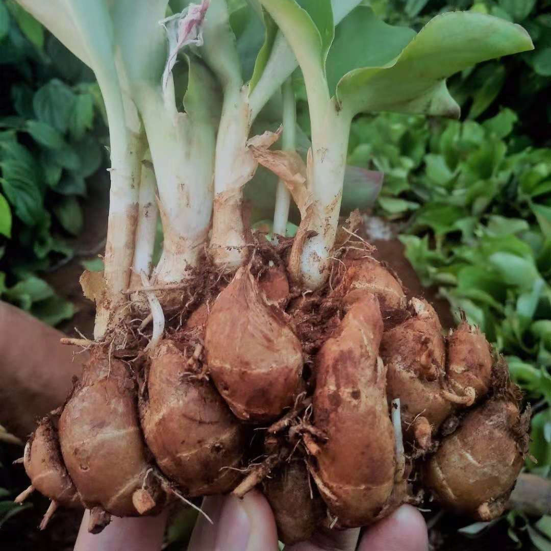 拍2份送1斤 正宗海南特产新鲜沙姜/山奈 白切鸡椰子鸡猪脚配料