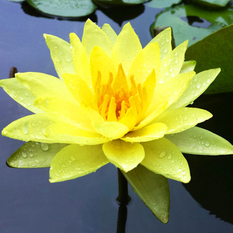 5颗迷你小睡莲带芽盆栽