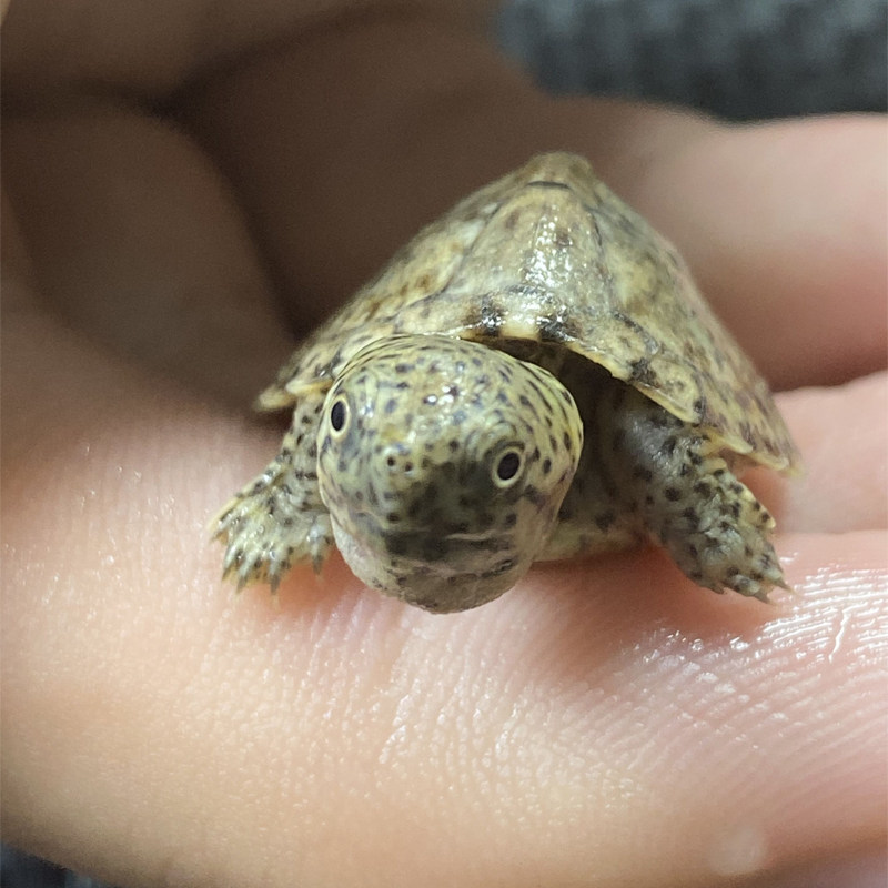 剃刀龟苗品红高背活体屋顶小型蛋龟深水乌龟龟