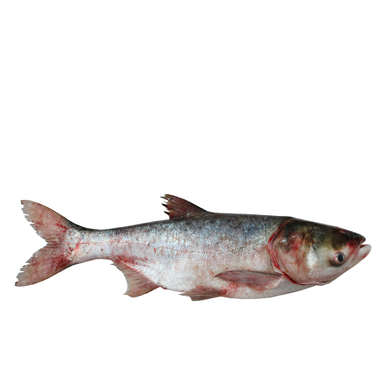 查干湖白鲢鱼鲢鱼三省省内淡水鱼类