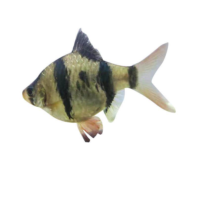 金绿四间虎皮淡水群游好养易活小型热带观赏鱼活体宠物包邮