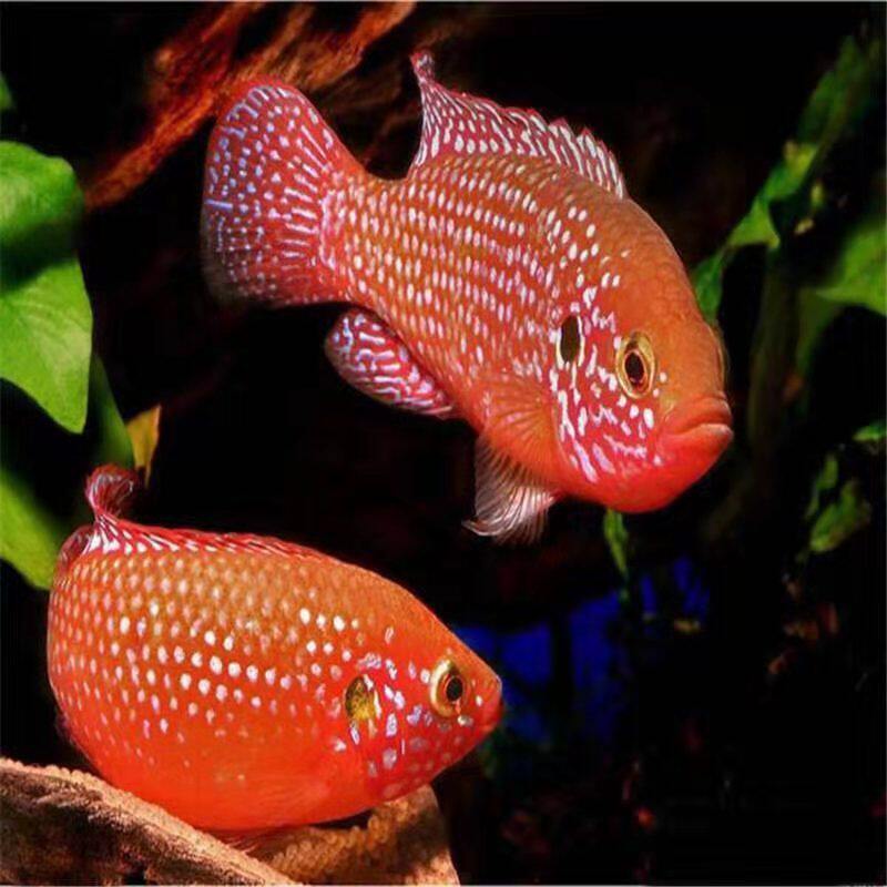 好养易活热带宠物观赏鱼红宝石钻石三湖慈鲷担水族鱼