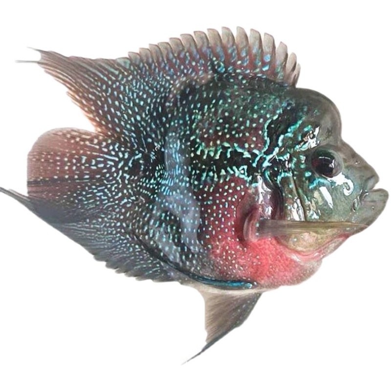 罗汉麒麟十八罗汉鱼鹦鹉鱼风水元宝宠物活体热带鱼