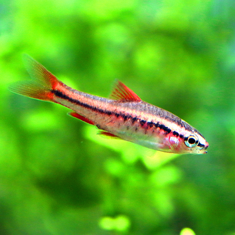 红绿灯斑马集锦红莲灯鱼小型热带淡水鱼观赏鱼宠物鱼