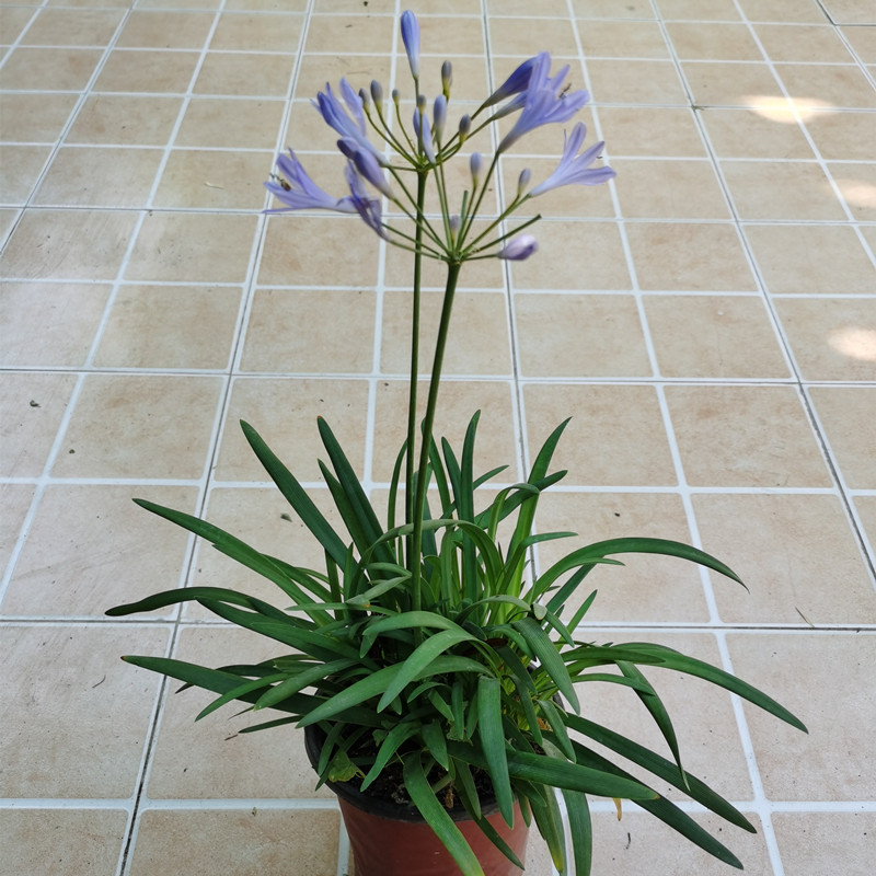 迷你矮生百子莲小飞侠耐旱易养办公桌花卉绿植时令草本花卉