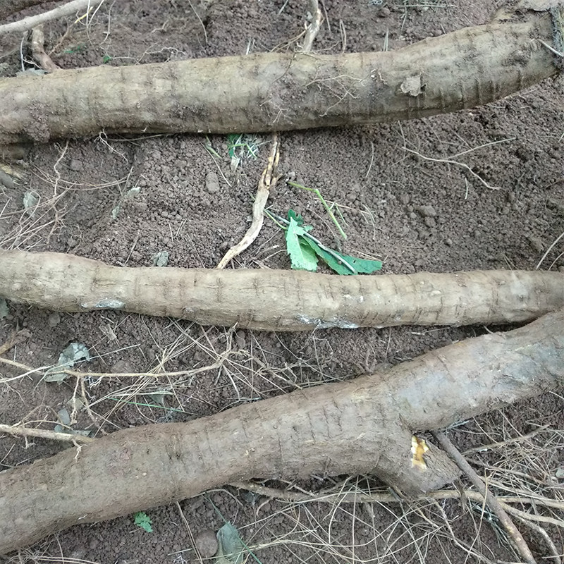 现挖野生新鲜葛根条柴葛粉葛非农农家种植正品葛根