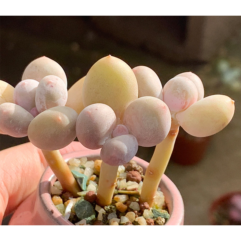 多肉蛋黄奶酪植物稀有品种群生老桩罕见一物多肉植物