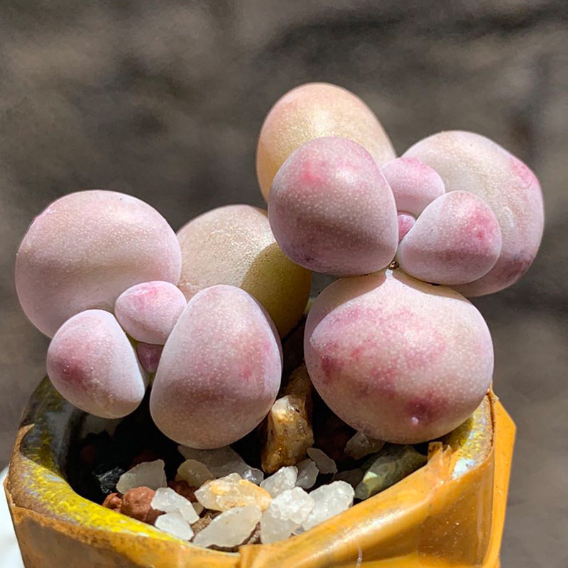 多肉奶酪蛋黄芭比罕见植物稀有品种货多进口多肉植物