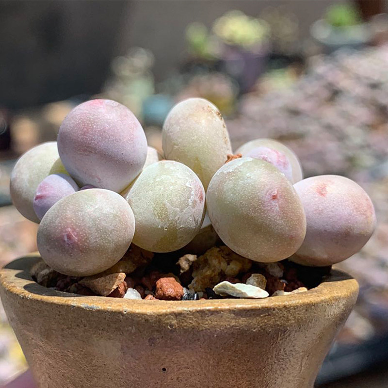 多肉奶酪蛋黄芭比罕见植物稀有品种货多进口多肉植物