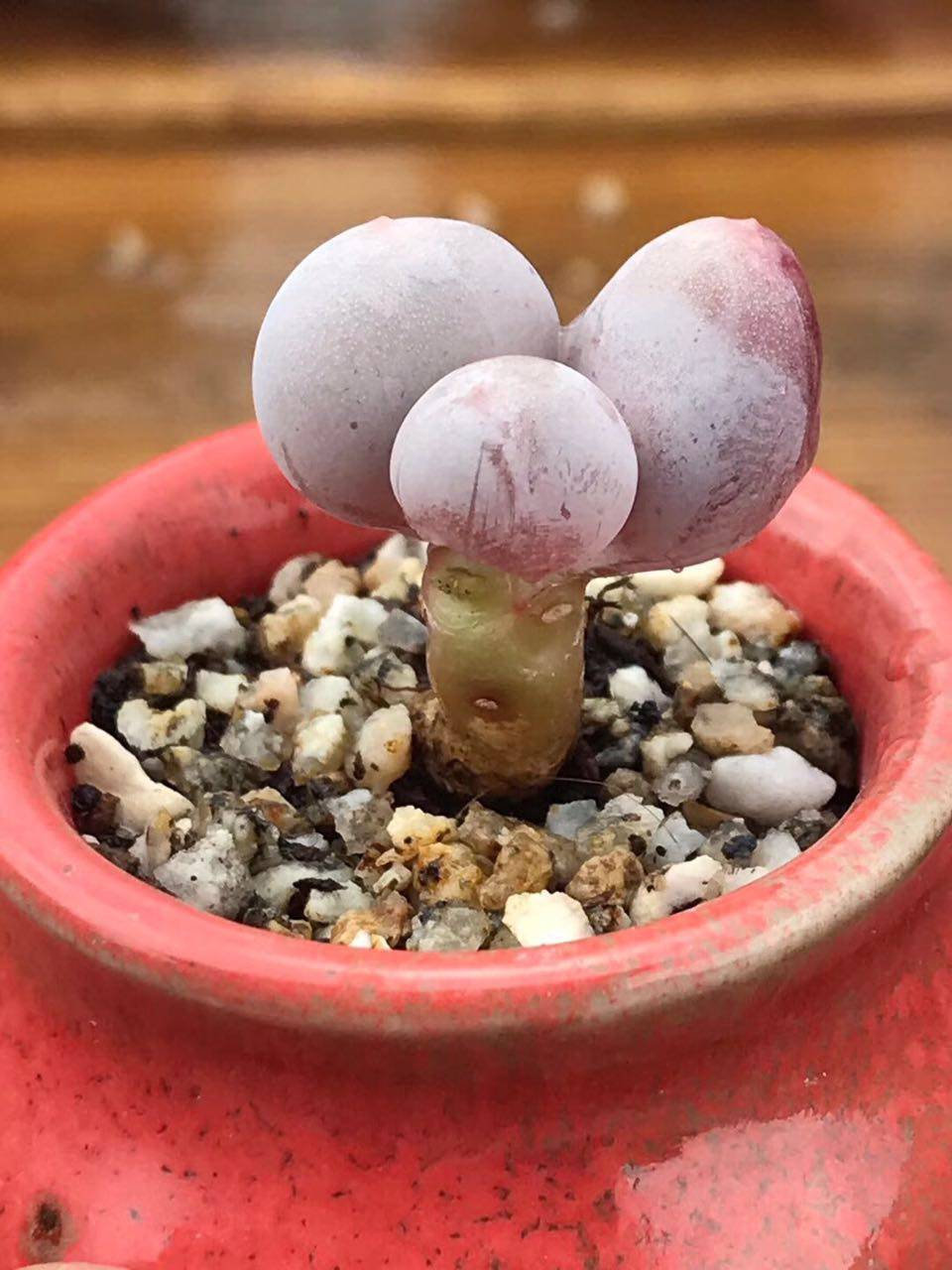 奶酪多肉原始蛋黄植物稀有品种罕见老桩群生多肉植物