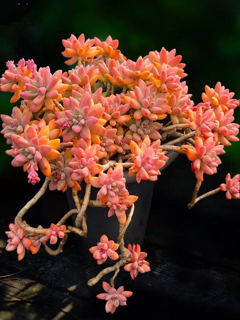 秋丽悬崖老桩多肉群生超大巨型稀有肉肉组合多肉植物