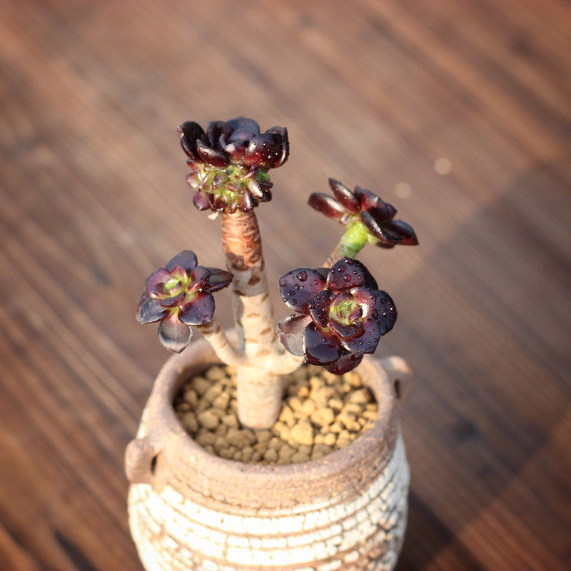 小黑豆黑法师多肉植物多头巨型稀有超萌肉肉绿植盆栽清棚新手好养