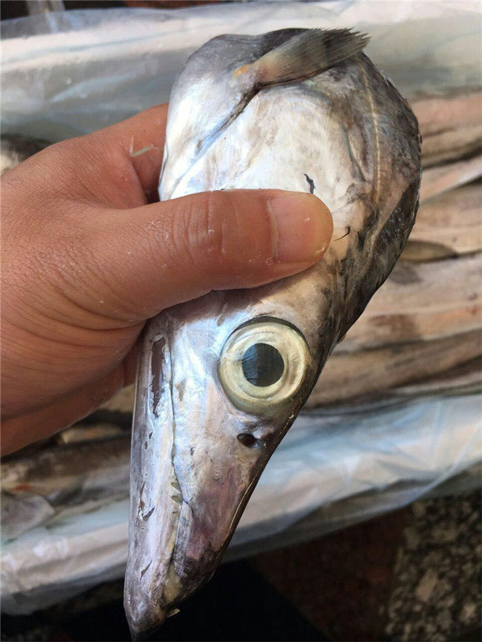 带鱼东山岛海鲜野生海钓刀鱼本港黑眼睛黄金鲜活带鱼